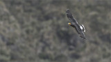 Carunculated caracara in Ecuador