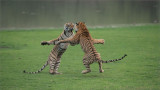 Tiger Sisters in a Fight