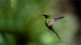 Sword-billed Hummingbird