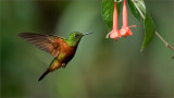Chestnut-breasted Coronet 