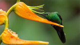 Green-crowned Brilliant