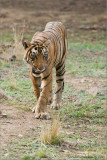 Royal Bengal Tiger Hunting