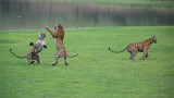 The Tiger Sisters Dance