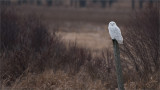 Snowy Owl Hunting