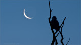 Snowy Owl and the Moon