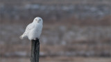 Snowy Owl Hunting 