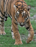 Tiger Portrait