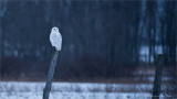 Snowy Owl in a Snowstorm 