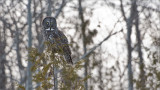 Great Gray Owl Hunting 