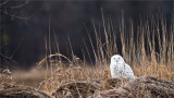 Snowy Owl on the Farm