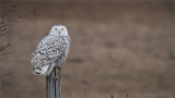 Snowy Owl on a Post 