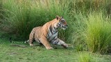 Tiger Male - Saheb T28