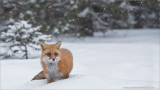 Snowy Fox