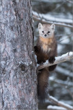 Pine Marten