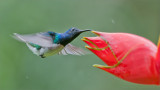 White-necked jacobin 