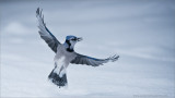 Blue Jay in Flight 