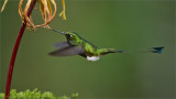 Booted Racket-tail