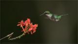 Booted Racket-tail in Ecuador