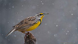 Eastern Meadowlark in the Snow