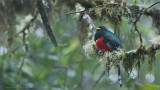 Masked Trogon