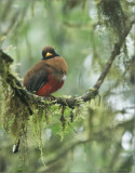 Female Masked Trogon in the Cloud Forest