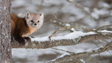 Pine Marten 