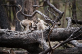 Gray Langur Monkeys in Battle 