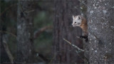 Pine Marten enjoying some Snow