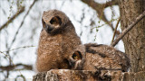 Great Horned Owlets