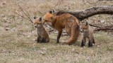 Fox Family 