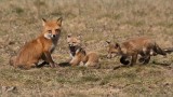 Fox Family 2 