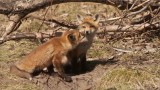 Fox Family 3