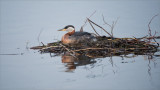 Red-necked Grebe Nest