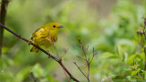 Yellow warbler