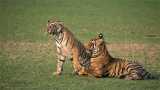 Tigers in Play