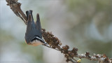 Red-breasted Nuthatch