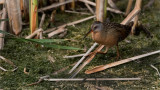 Virginia Rail