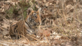 Tiger Cub in India 