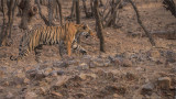 Royal Bengal Tiger on the Hunt