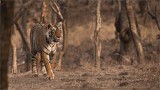 Tigress Arrowhead Hunting for Food 