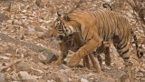 Tigress T60 and her Cub 2