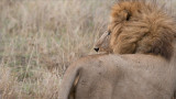 Male Lion Watching his Cubs  