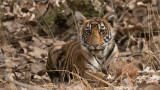 Tiger Cub in India