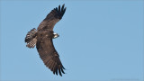Banking Osprey in Flight