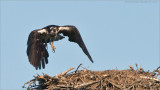 Osprey Lift Off