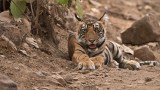 Tiger Cub in India