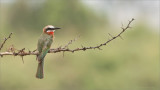 White-fonted bee-eater