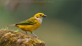 Silver-throated tanager 