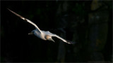 Northern Gannet in Flight