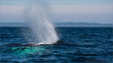Humpback Whale